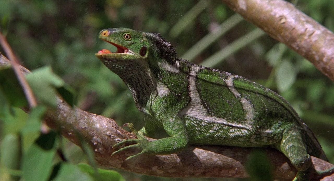 A green lizard is sitting on the branch of a tree.